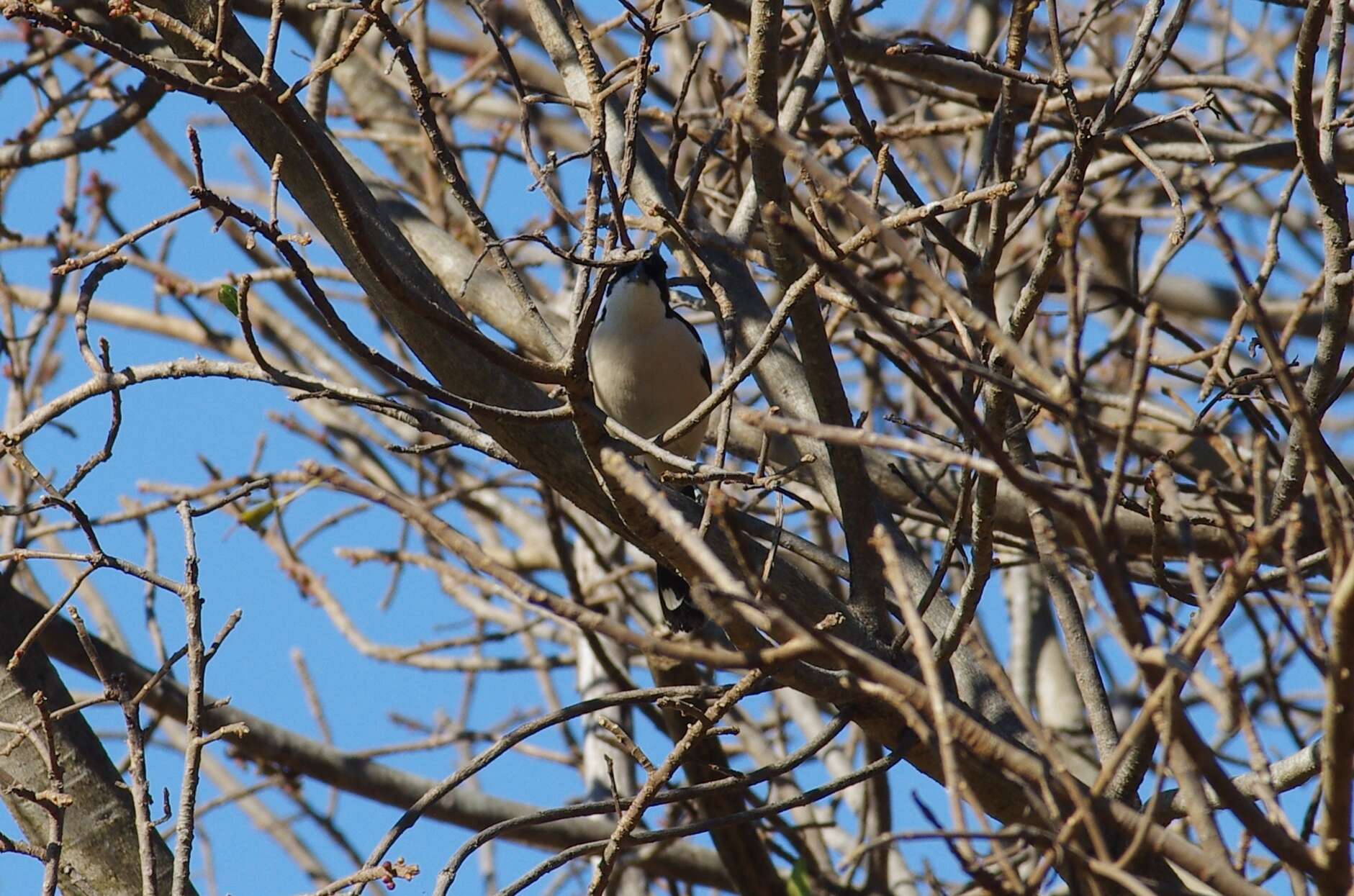 Image of Tropical Boubou