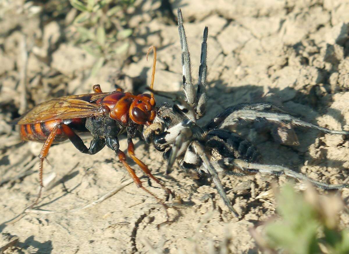 Слика од Cryptocheilus rubellus (Eversmann 1846)