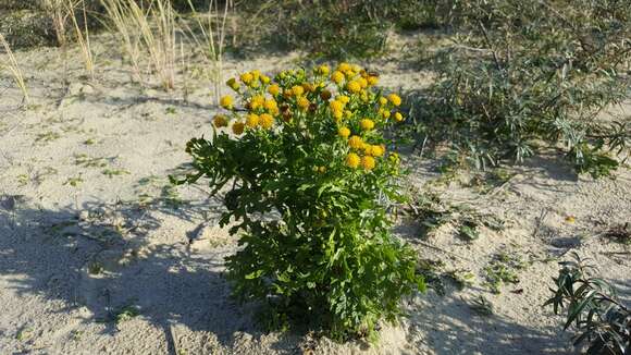 Sivun Jacobaea vulgaris subsp. dunensis (Dumort.) Pelser & Meijden kuva