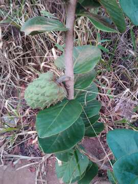 Sivun Annona coriacea Mart. kuva