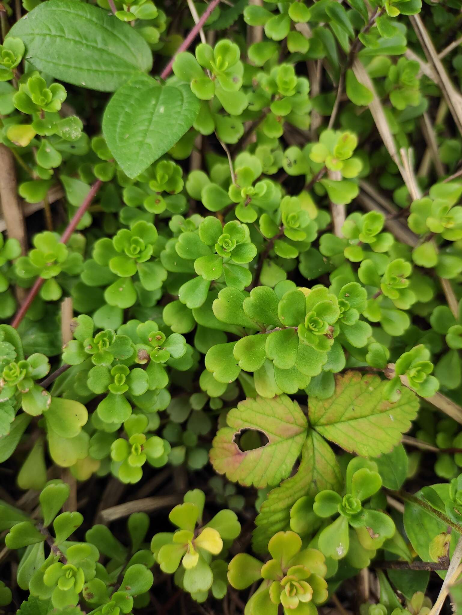 Слика од Sedum emarginatum Migo