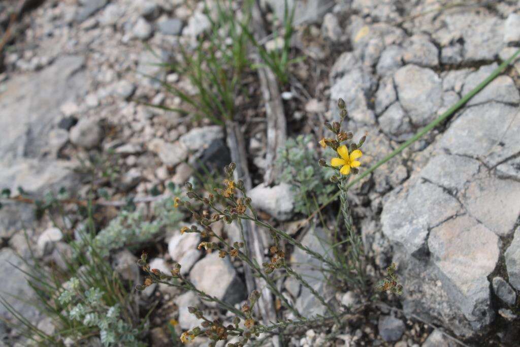 Image of Linum scabrellum Planch.