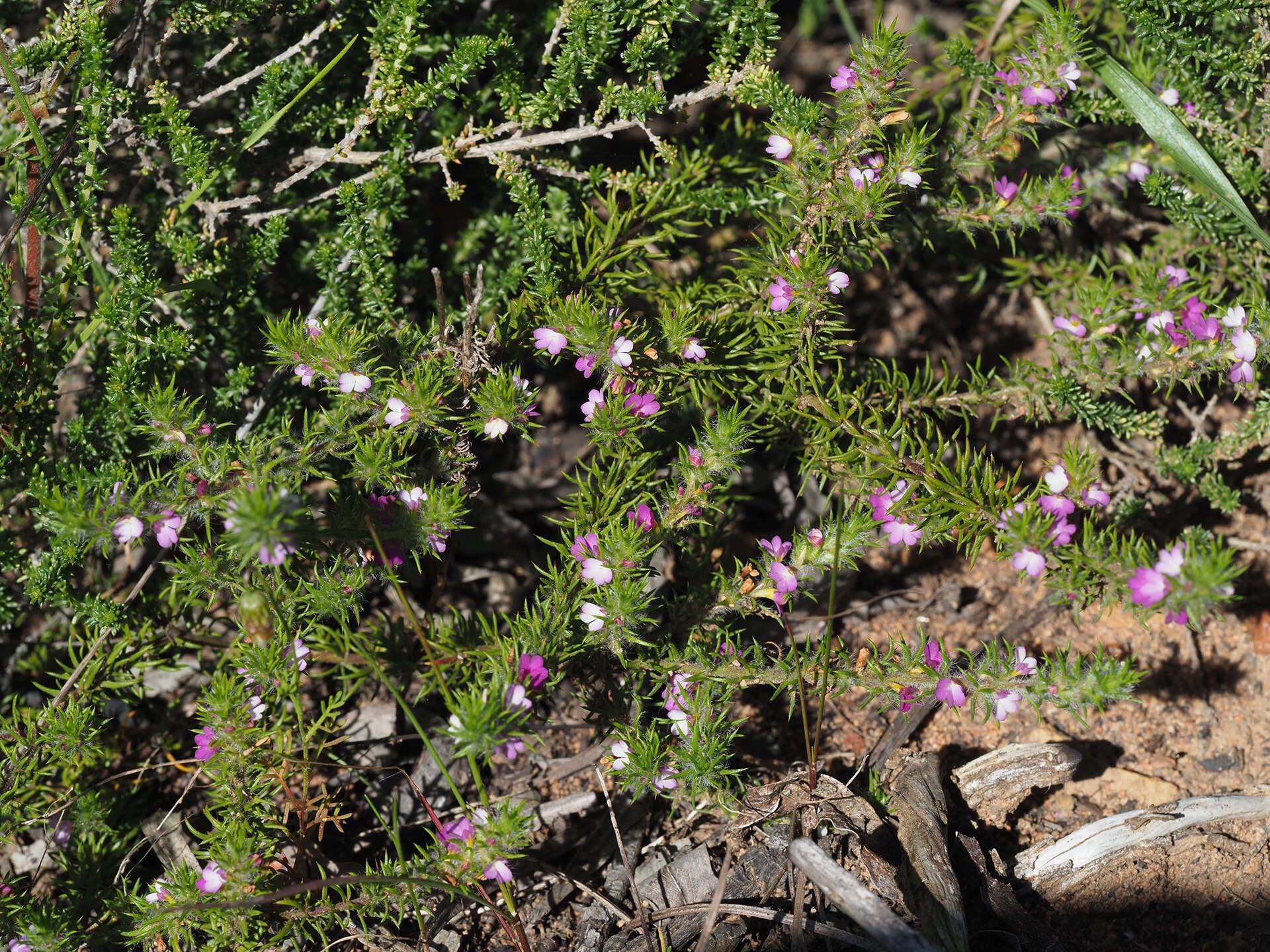 Image of Muraltia decipiens Schlechter