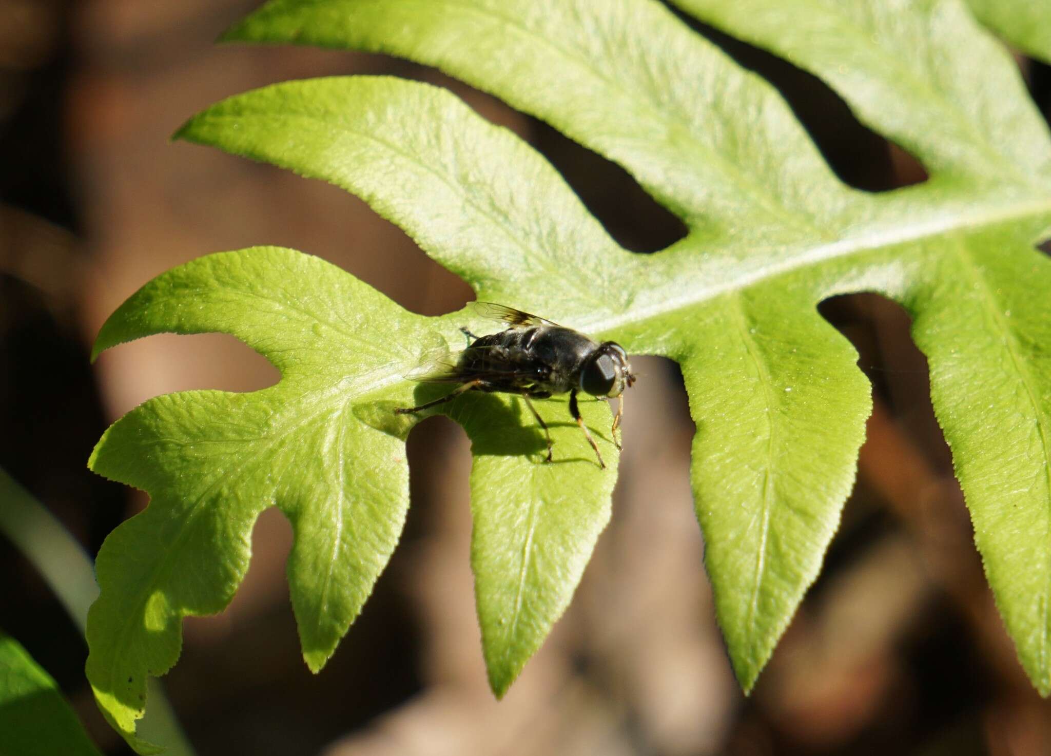 Image of Eristalis saxorum Wiedemann 1830