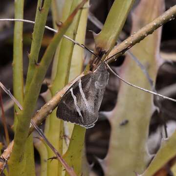 Image of Castnia invaria