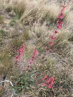 Image de Penstemon superbus A. Nels.