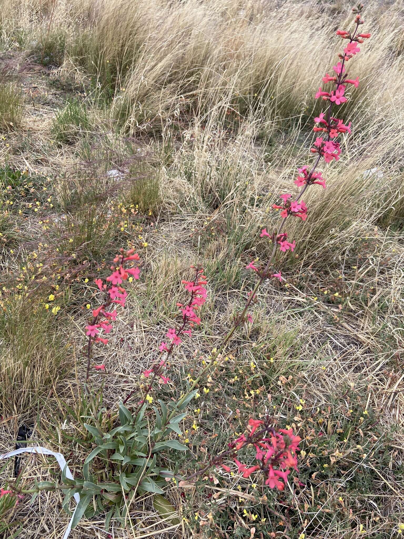 Image de Penstemon superbus A. Nels.