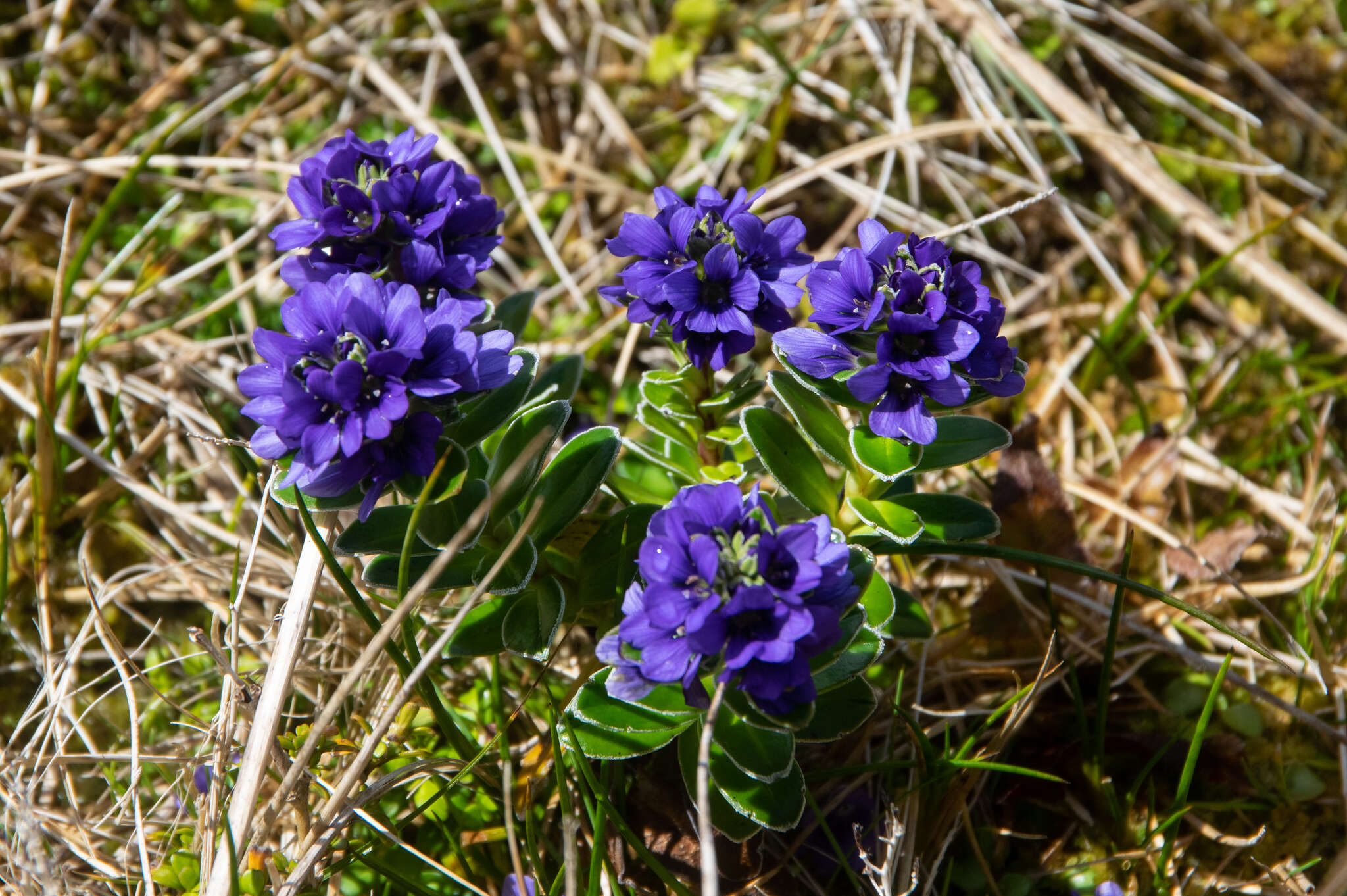 Image of Veronica benthamii Hook. fil.