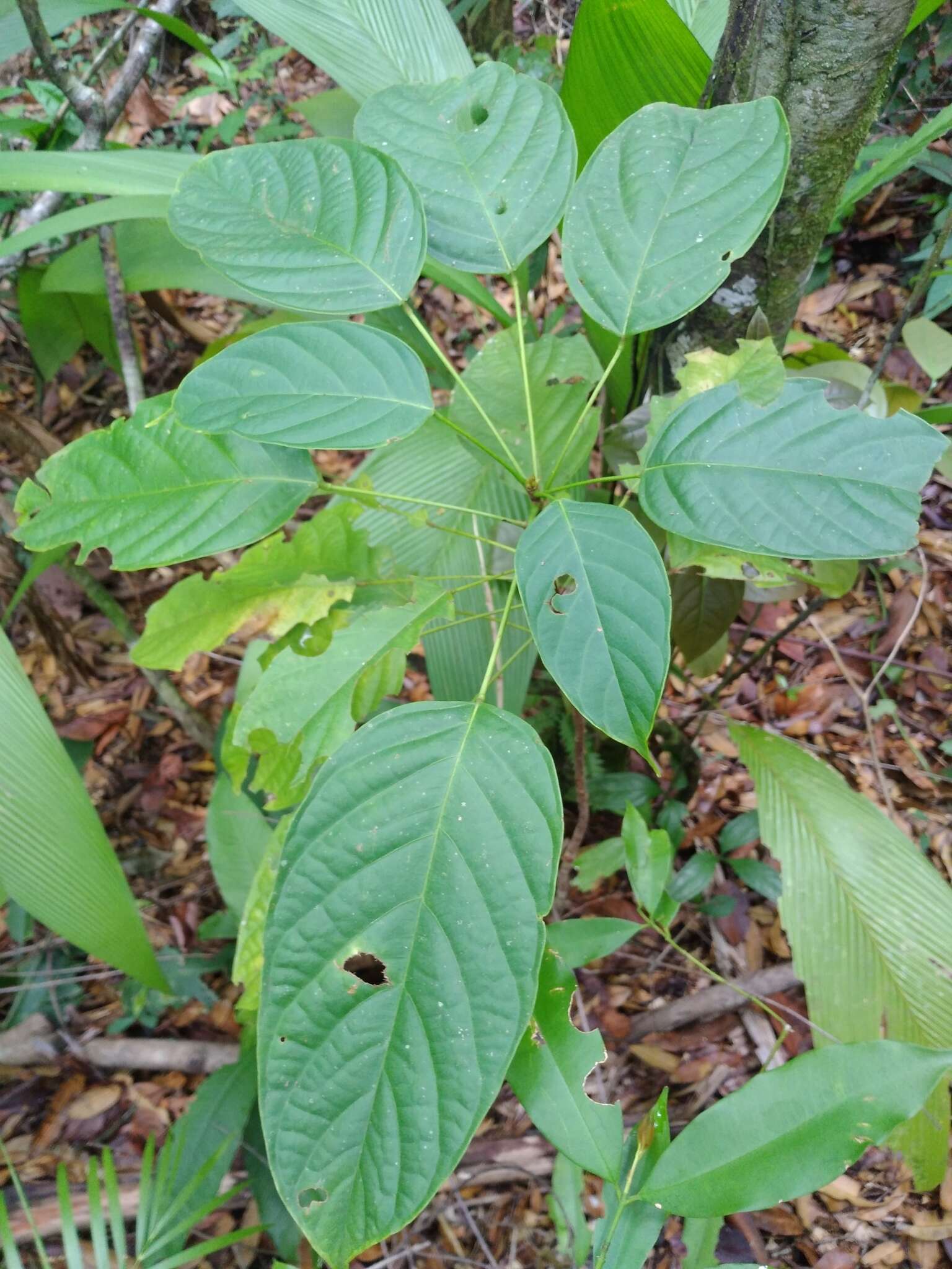 Image of Huberodendron allenii Standl. & L. O. Williams