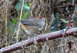 Image of Prevost's Ground Sparrow