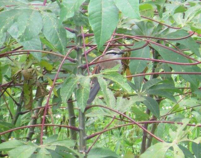 Image of Brown-crowned Tchagra