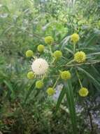 Image of Mexican Buttonbush