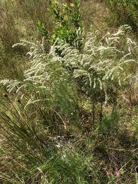 Eupatorium leptophyllum DC.的圖片