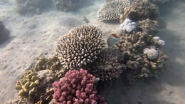 Image of Crown Butterflyfish