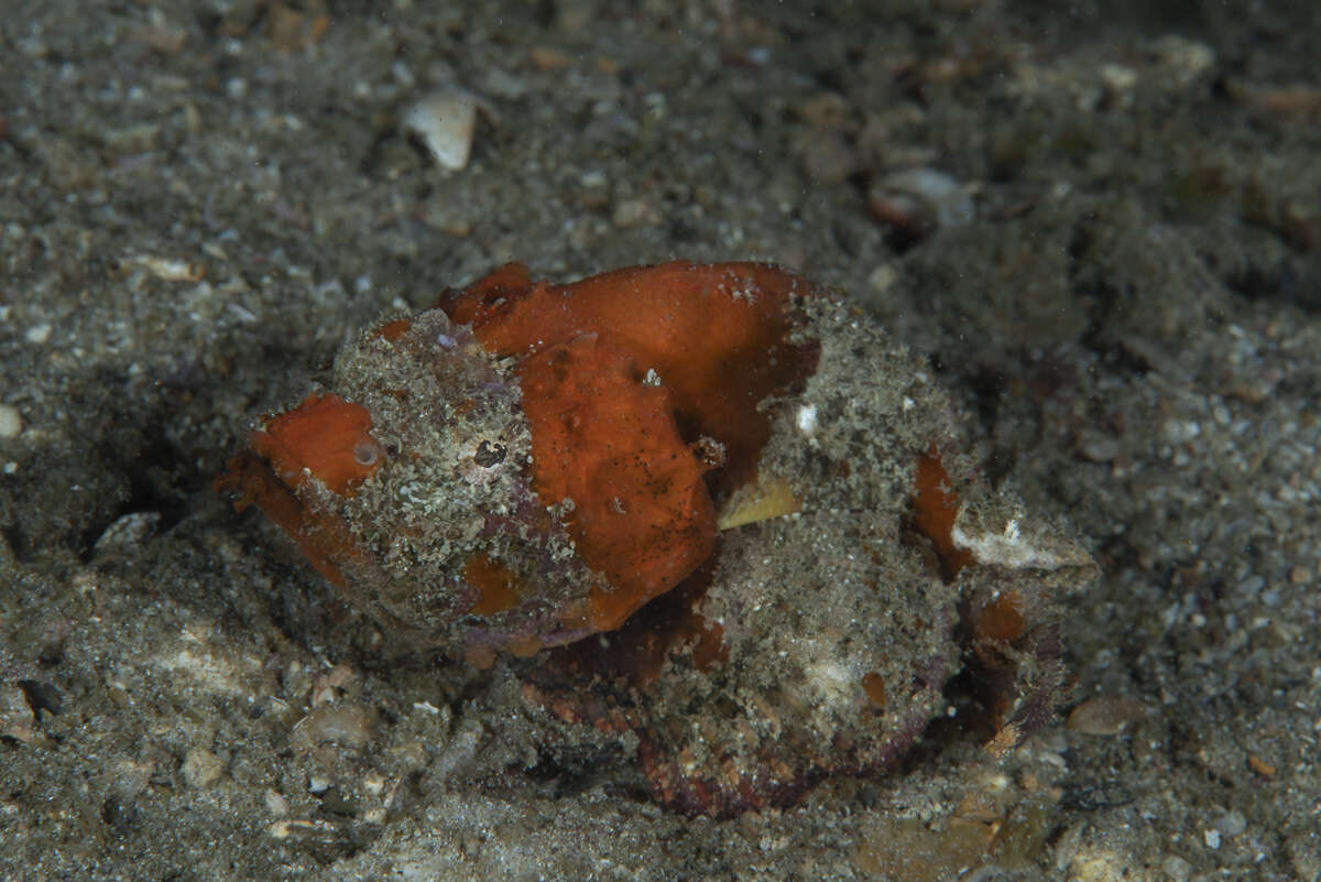 Image of Flasher scorpionfish