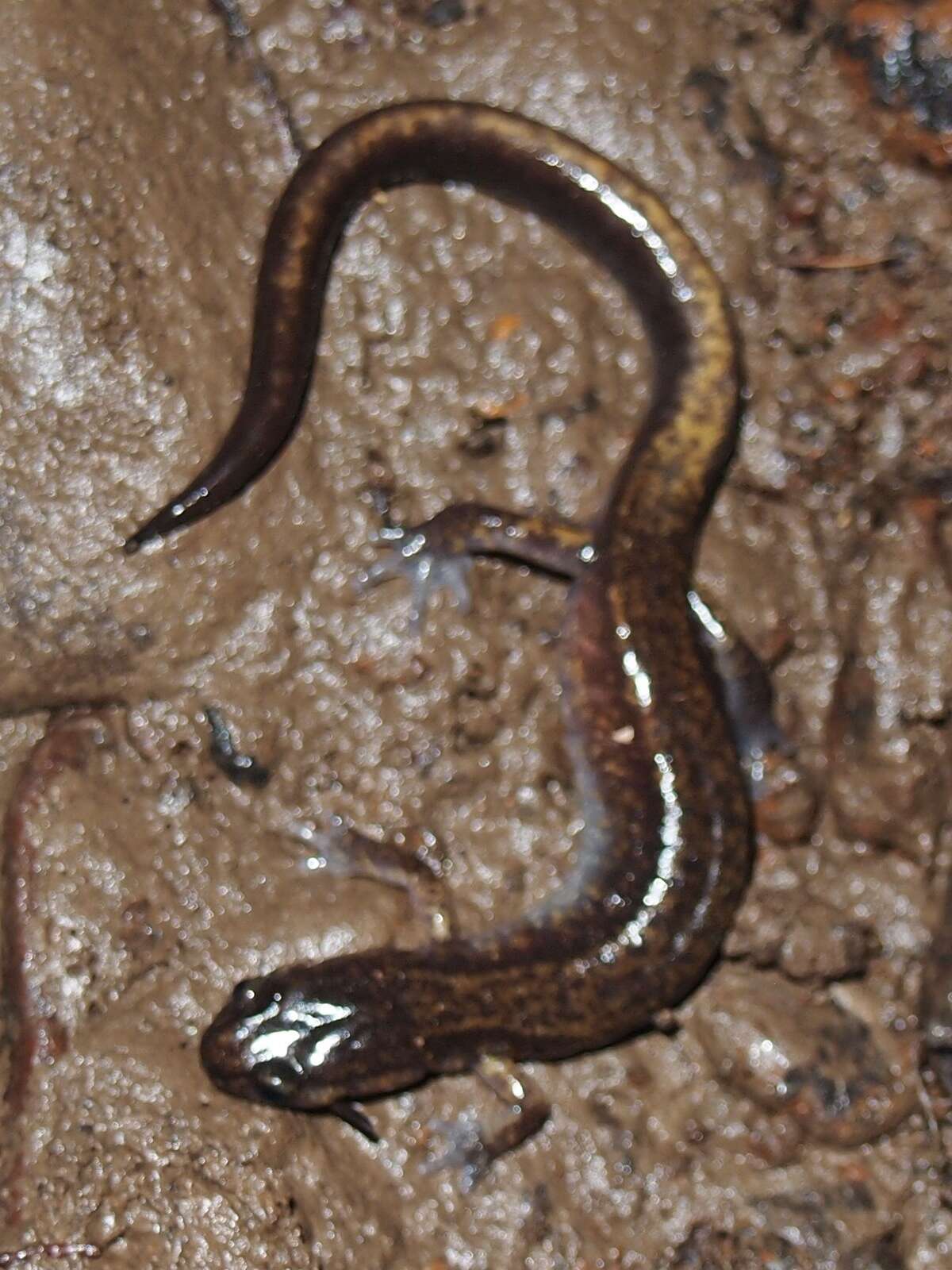 Image of Dunn's Salamander