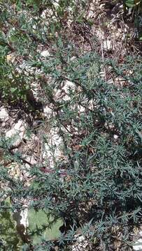 Image of forage kochia