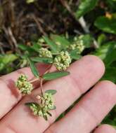 Euphorbia lasiocarpa Klotzsch的圖片