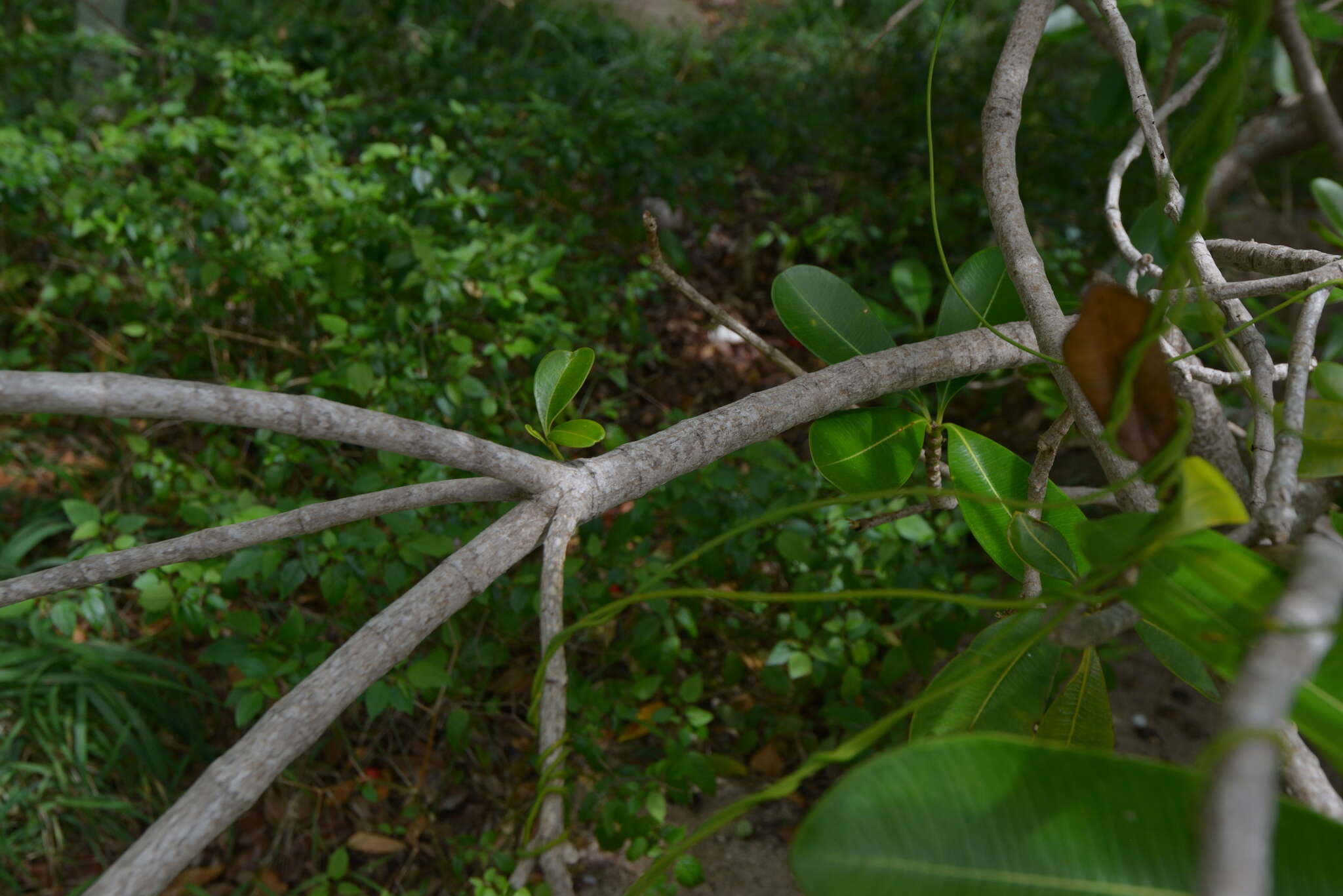 Image de Ochrosia elliptica Labill.