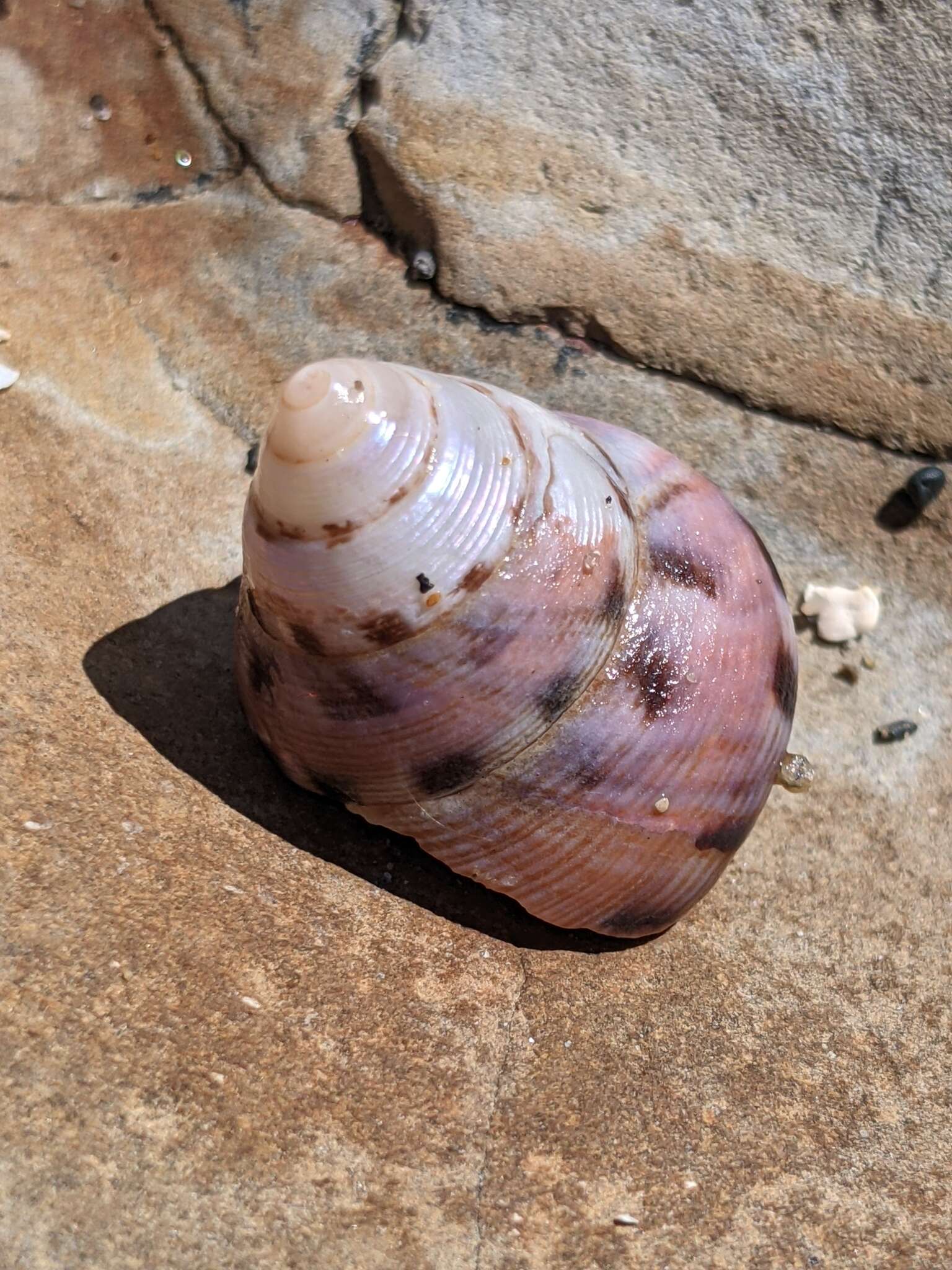 Image of Calliostoma gloriosum Dall 1871