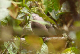 Image of Plumbeous Pigeon