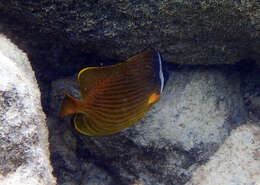 Image of Golden Butterflyfish