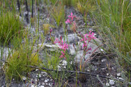 Image of Tritoniopsis ramosa (Klatt) G. J. Lewis