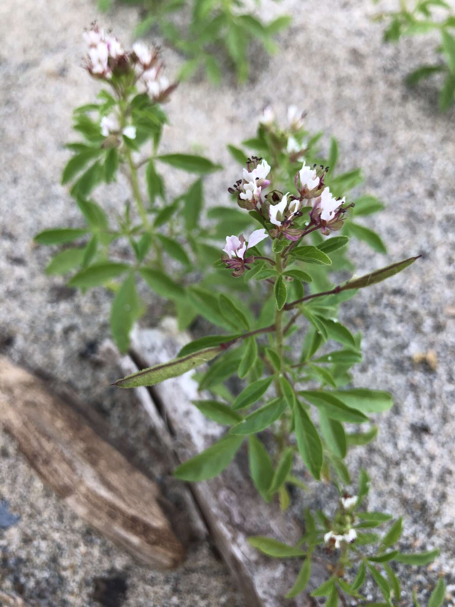 Imagem de Polanisia dodecandra subsp. dodecandra