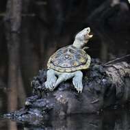 Image of Malaclemys terrapin macrospilota (Hay 1904)