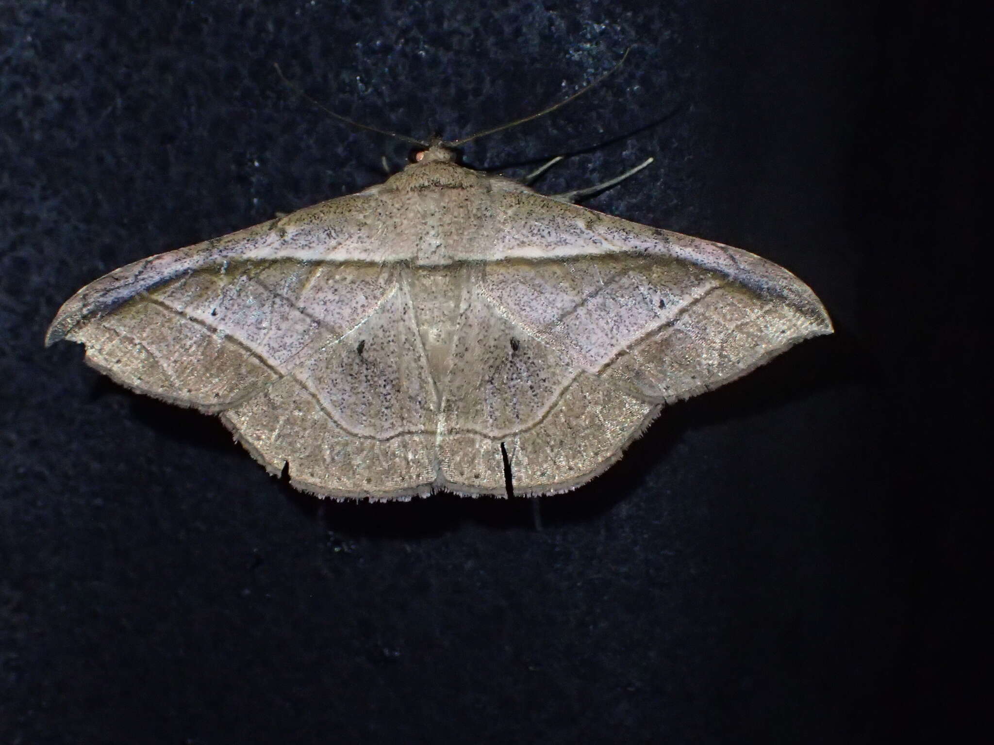 صورة Tiruvaca subcostalis Walker 1865