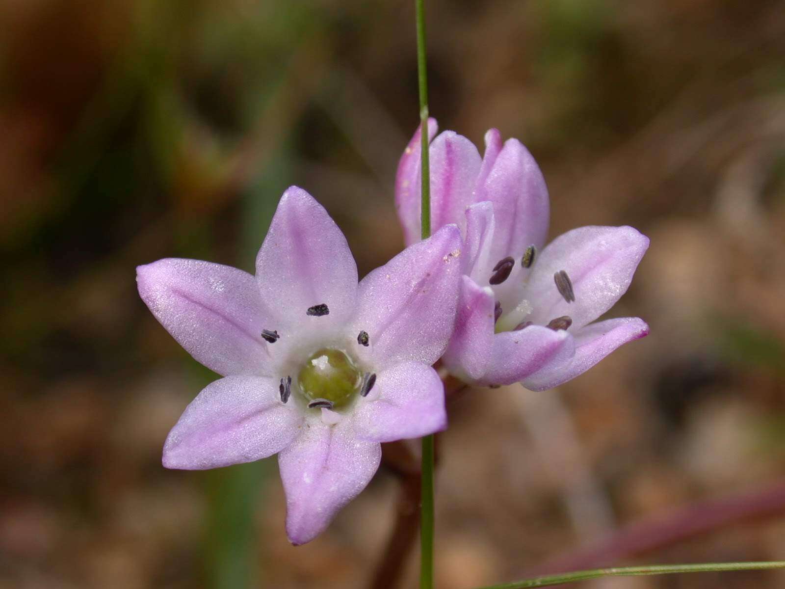 Image of Brimeura fastigiata (Viv.) Chouard