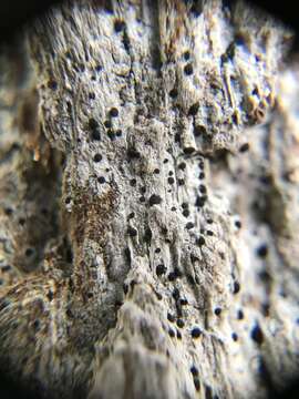 Image of Bactrospora carolinensis