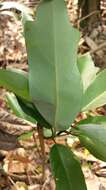 Image of Daphniphyllum pentandrum Hayata