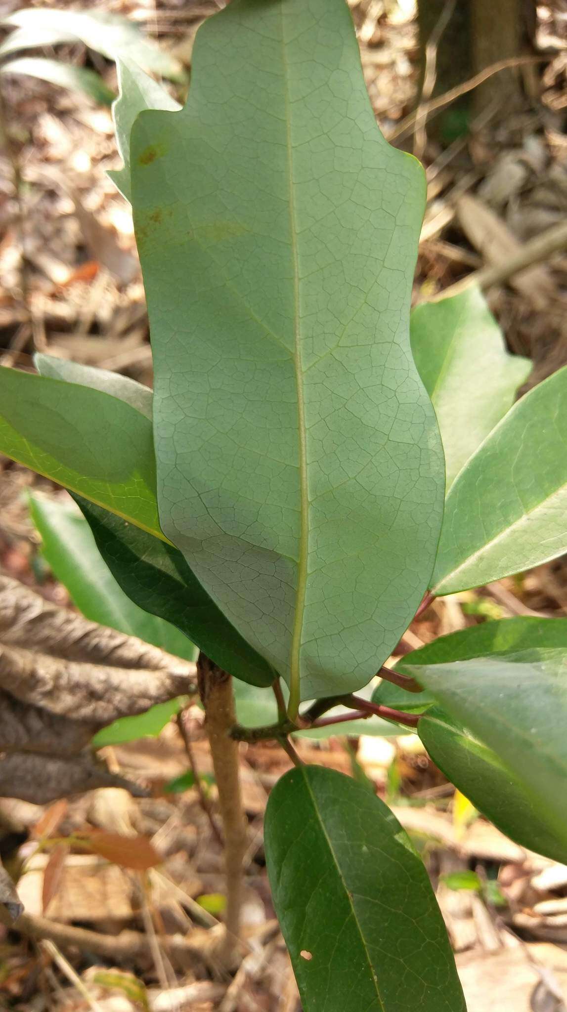 Imagem de Daphniphyllum pentandrum Hayata