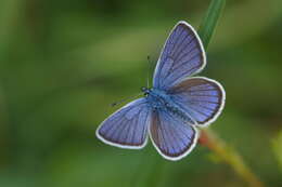 Image of Cyaniris semiargus (von Rottemburg 1775)