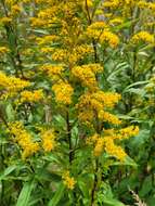 Image de Solidago snarskisii