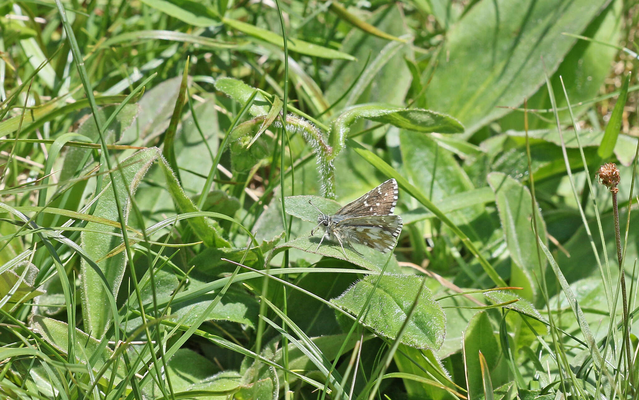 Image of Dusky Grizzled Skipper