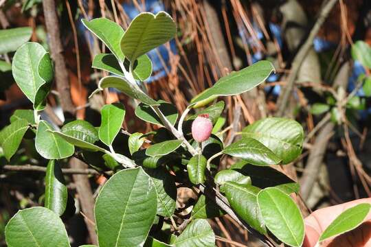 Malacomeles nervosa (Decne.) G. N. Jones的圖片