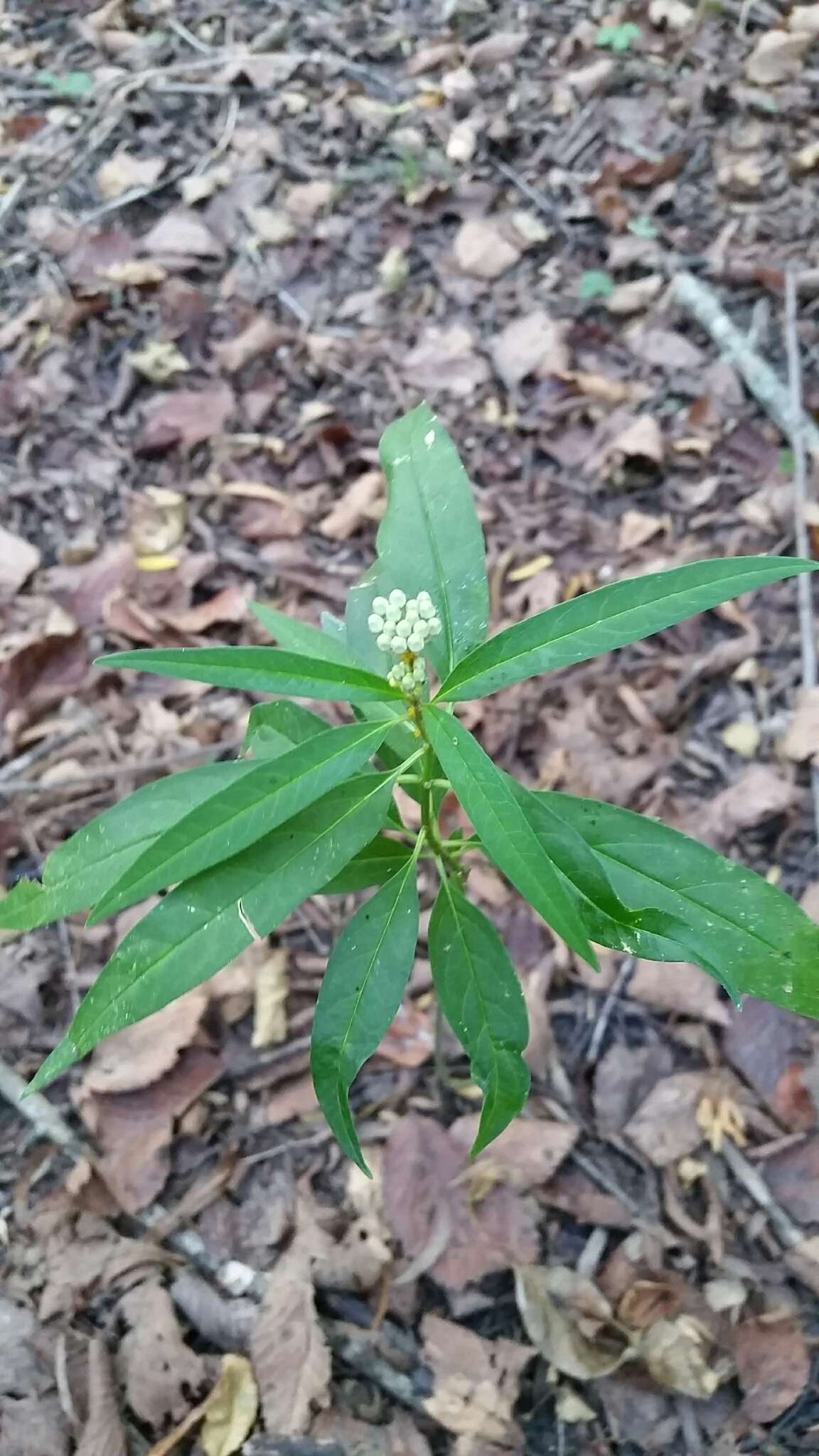 Imagem de Asclepias perennis Walt.