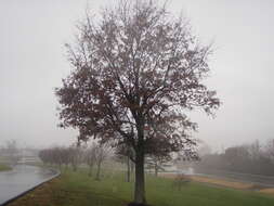 Image of Pin Oak