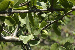 Plancia ëd Commiphora glandulosa Schinz