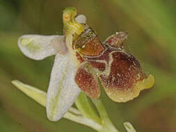 صورة Ophrys fuciflora subsp. heterochila