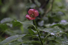 Palicourea elata (Sw.) Borhidi resmi