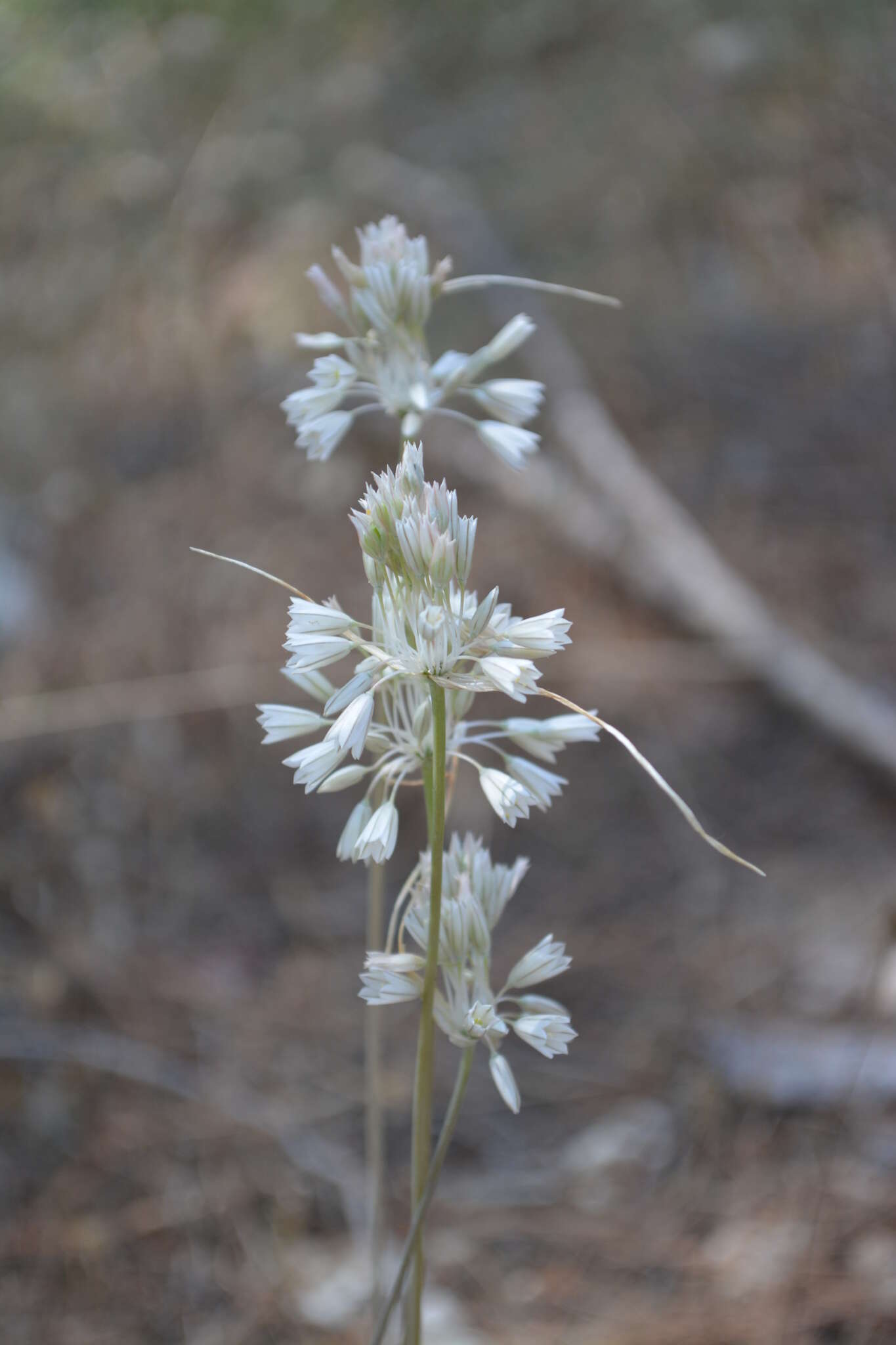 Image of Allium diomedeum Brullo, Guglielmo, Pavone & Salmeri