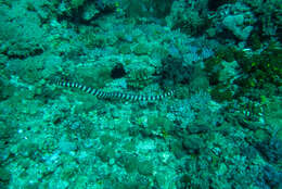 Image of Turtlehead Sea Snakes