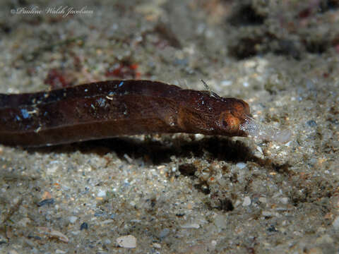 Image of White-nose Pipefish