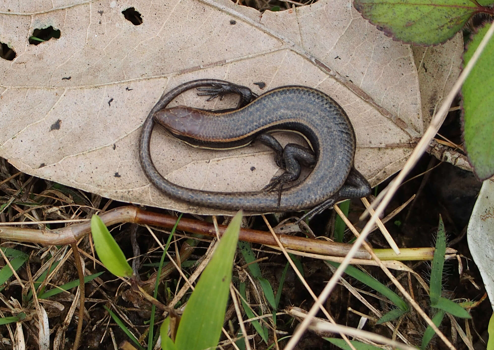 Слика од Trachylepis gravenhorstii (Duméril & Bibron 1839)