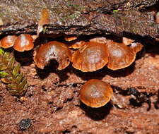 Imagem de Kuehneromyces brunneoalbescens (Y. S. Chang & A. K. Mills) J. A. Cooper 2014