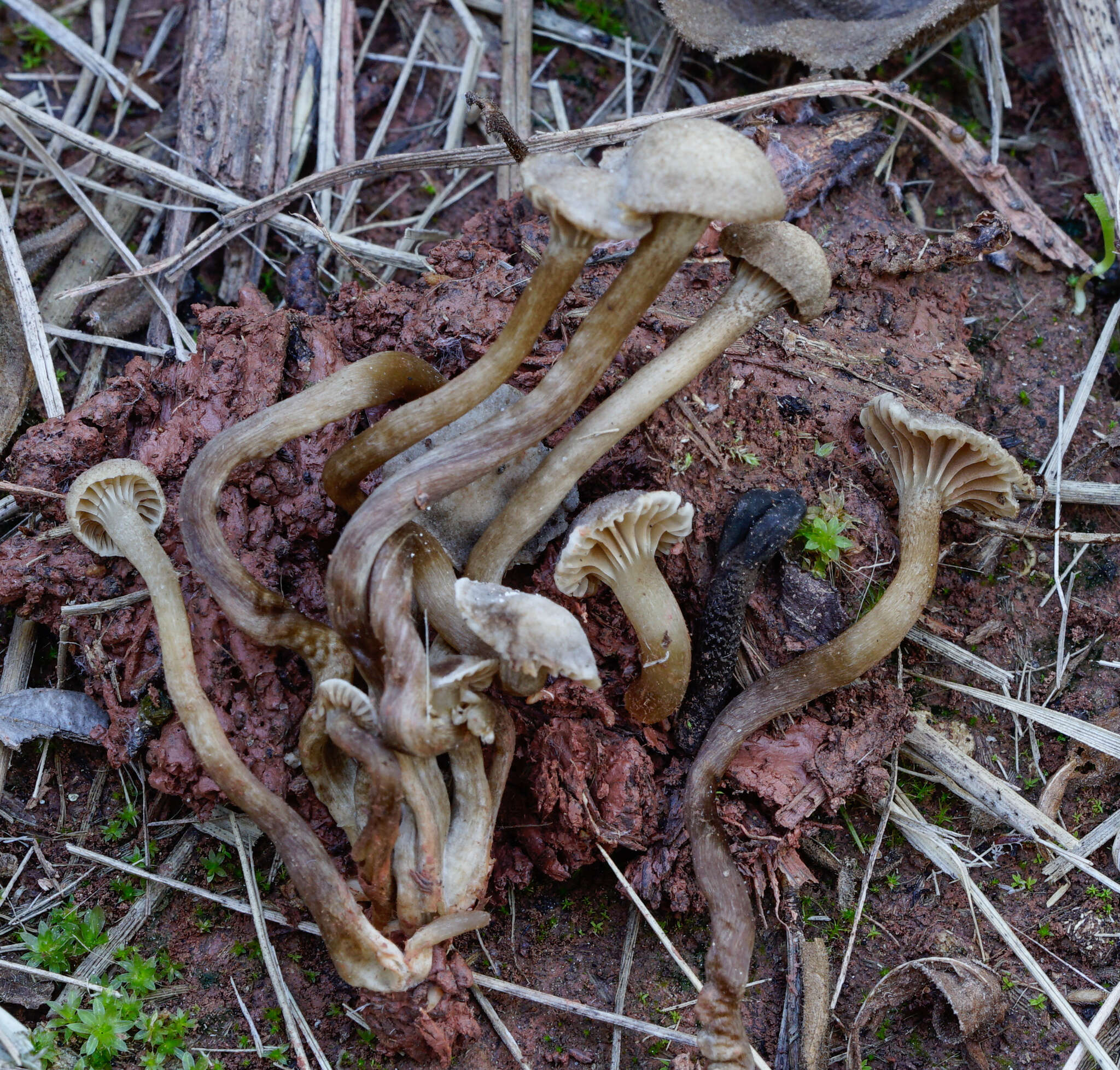 Hodophilus foetens (W. Phillips) Birkebak & Adamčík 2016 resmi