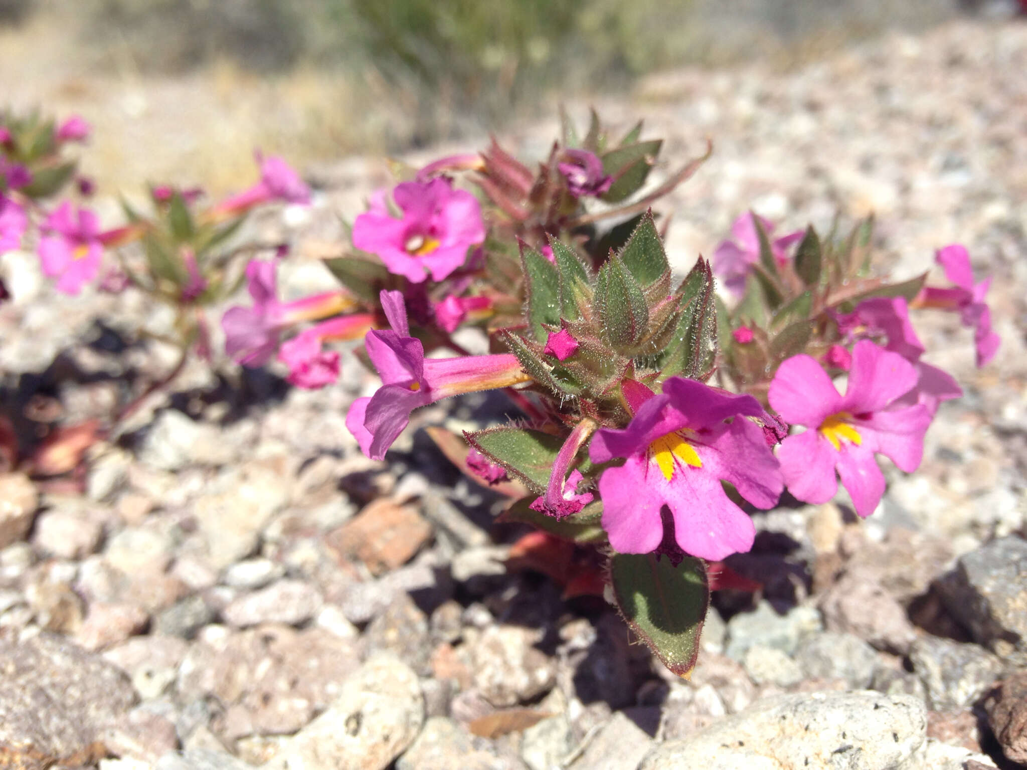 Image of Bigelow's monkeyflower